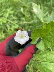 Convolvulus farinosus