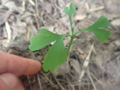 Ginkgo biloba