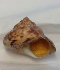 Calliostoma koma