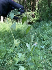 Convolvulus farinosus