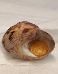 Calliostoma koma