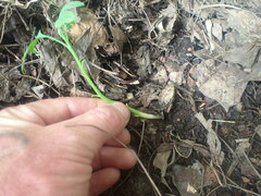 Ginkgo biloba