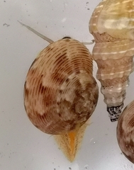 Calliostoma koma