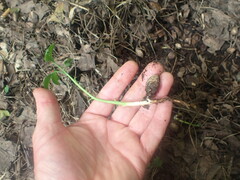Ginkgo biloba