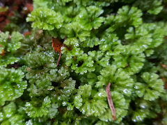 Hymenophyton flabellatum