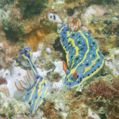 Hypselodoris festiva