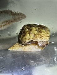 Calliostoma koma