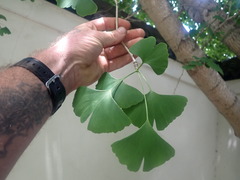 Ginkgo biloba