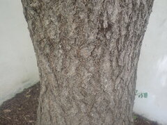 Ginkgo biloba