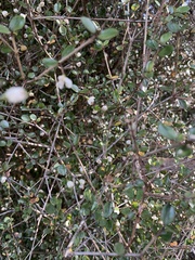 Neomyrtus pedunculata