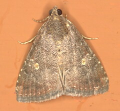Amyna axis