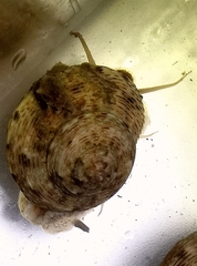 Calliostoma koma