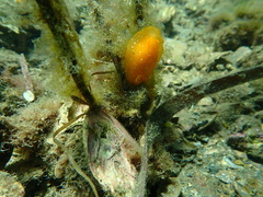 Doriopsilla aurea