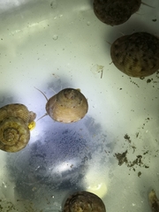 Calliostoma koma