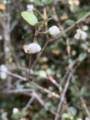 Neomyrtus pedunculata