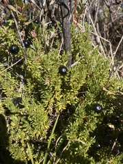 Coprosma ernodeoides