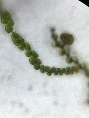 Frullania californica