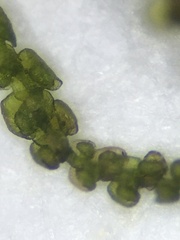 Frullania californica