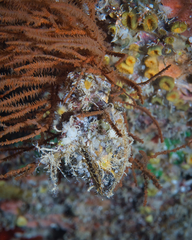 Pteria brunnea