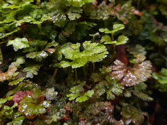 Hymenophyton flabellatum