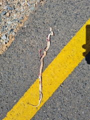 Dipsina multimaculata