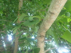 Ginkgo biloba