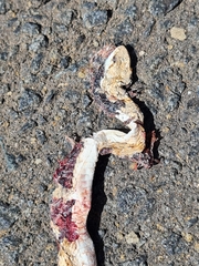 Dipsina multimaculata