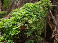 Hymenophyton flabellatum