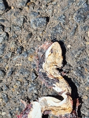 Dipsina multimaculata