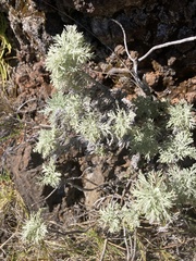 Artemisia mauiensis