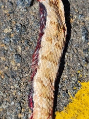 Dipsina multimaculata