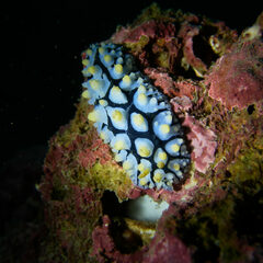 Phyllidia picta