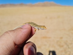 Meroles suborbitalis