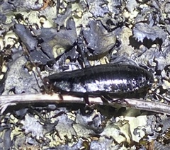 Polyzosteriinae