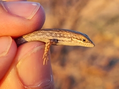 Trachylepis