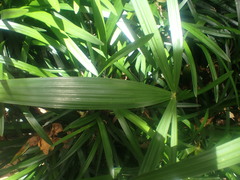 Arecaceae