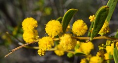 Acacia microcarpa