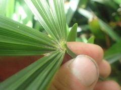 Arecaceae