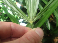Arecaceae