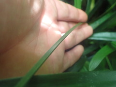 Arecaceae