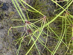 Isolepis prolifera