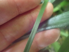 Arecaceae