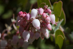 Arctostaphylos auriculata