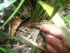 Arecaceae