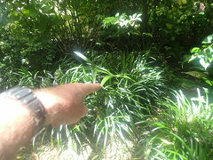 Arecaceae