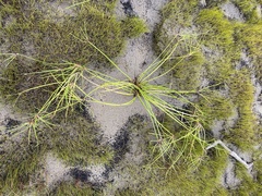 Isolepis prolifera