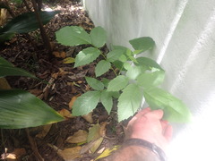 Juglans
