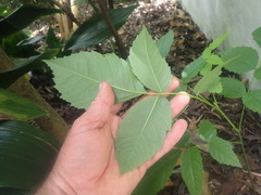 Juglans