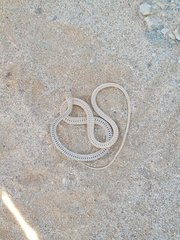Psammophis leightoni