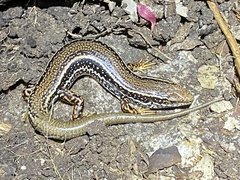 Ctenotus labillardieri